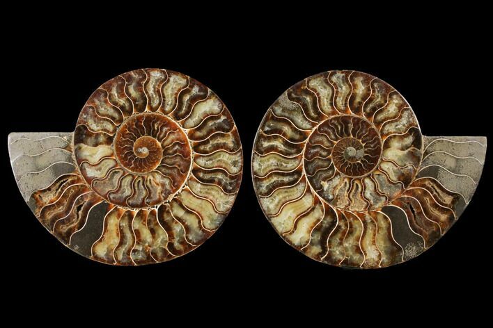 Agatized Ammonite Fossil - Madagascar #122407